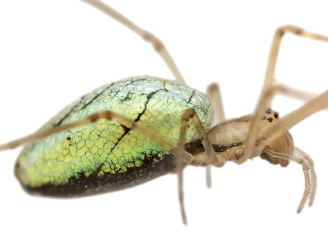 Tetragnatha pinicola