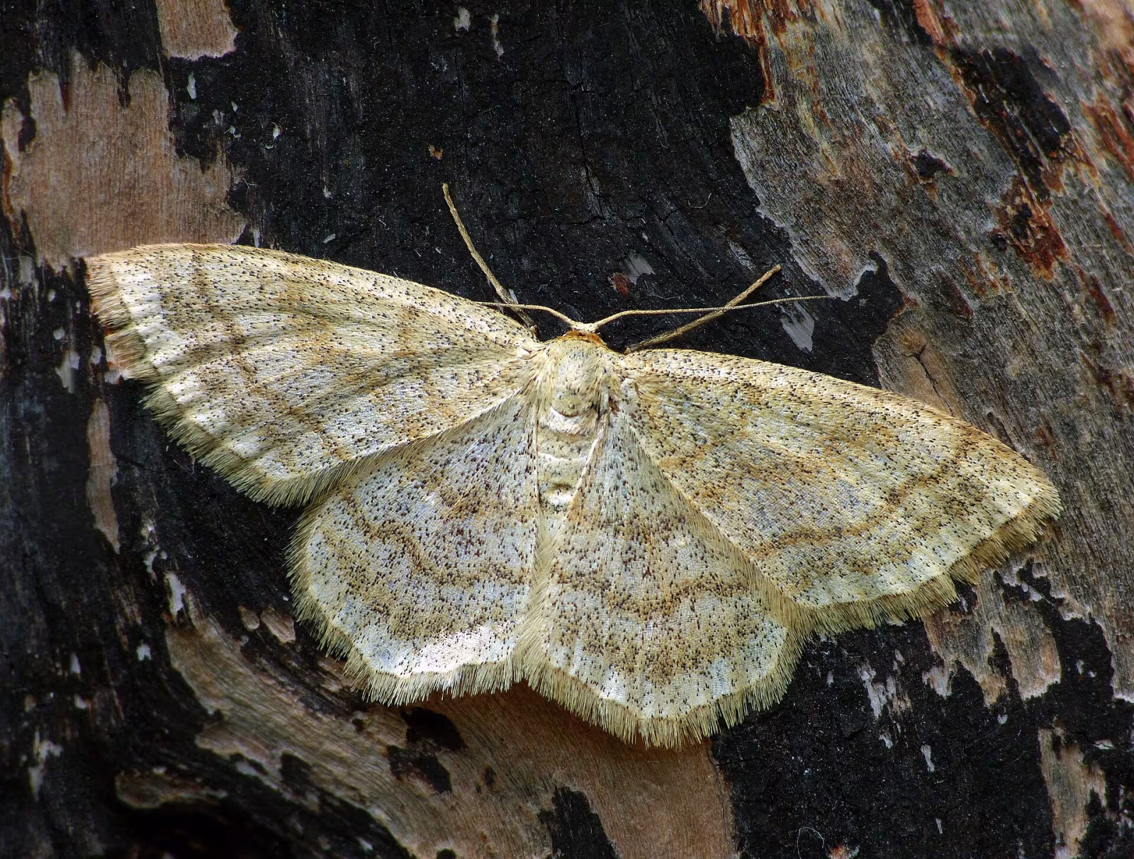 Scopula ternata