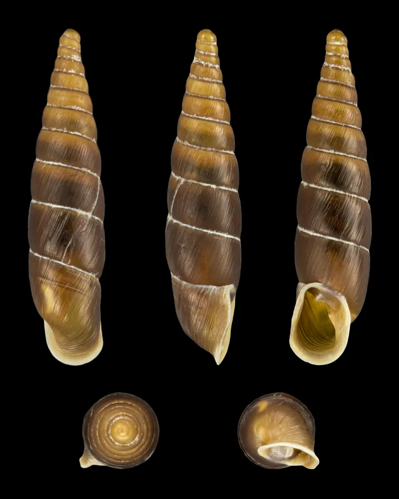 Charpentieria stenzii