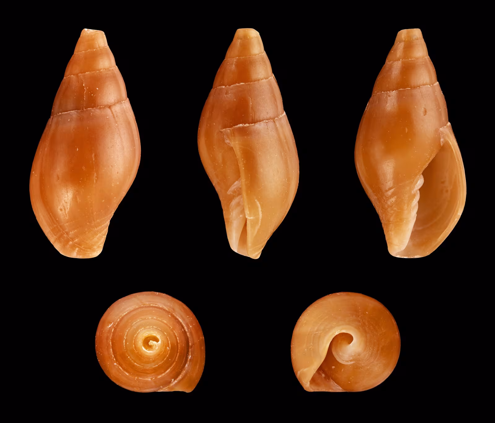 Mitra corniculata