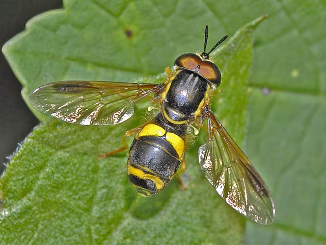 Chrysotoxum bicinctum