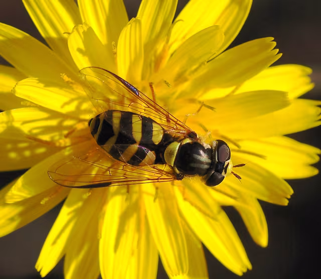 Dasysyrphus albostriatus