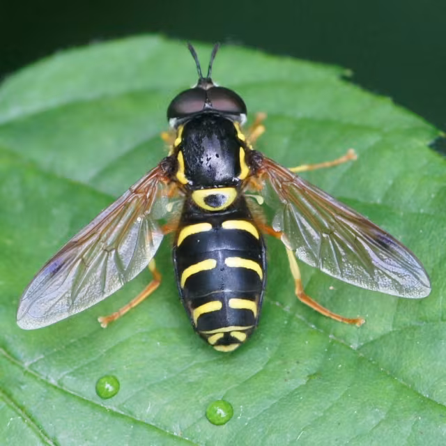 Chrysotoxum festivum