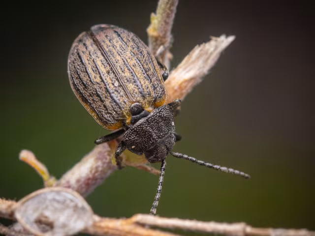 Galeruca pomonae