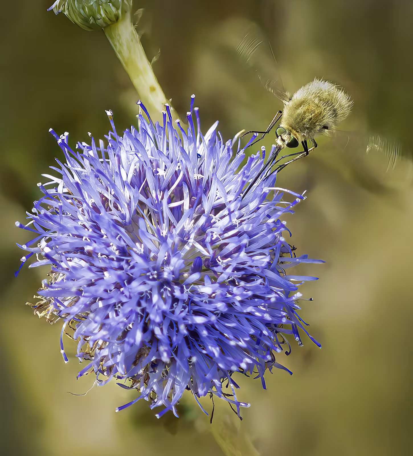 Systoechus ctenopterus