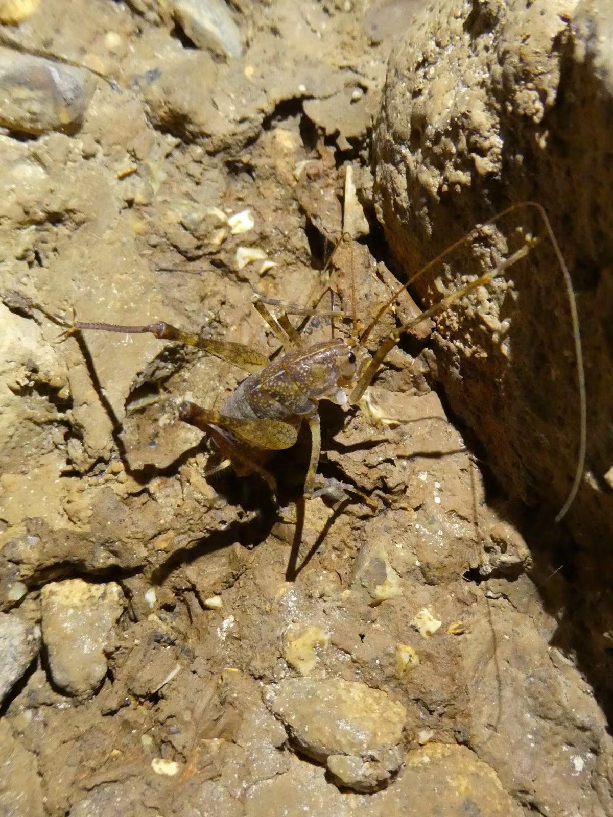 Troglophilus cavicola