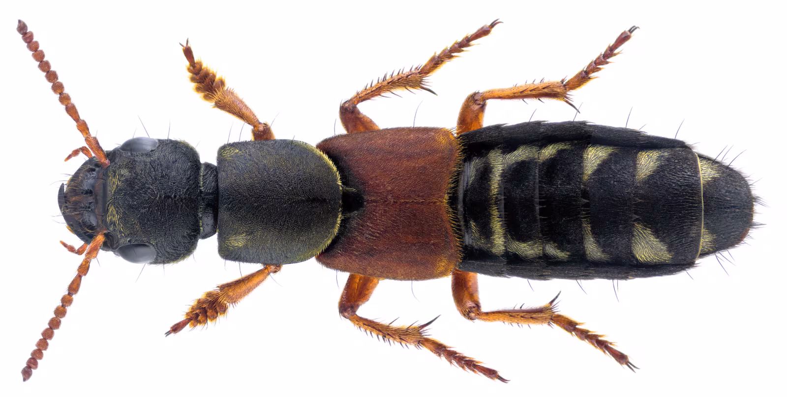 Staphylinus caesareus