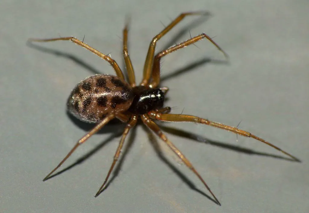 Tenuiphantes tenuis