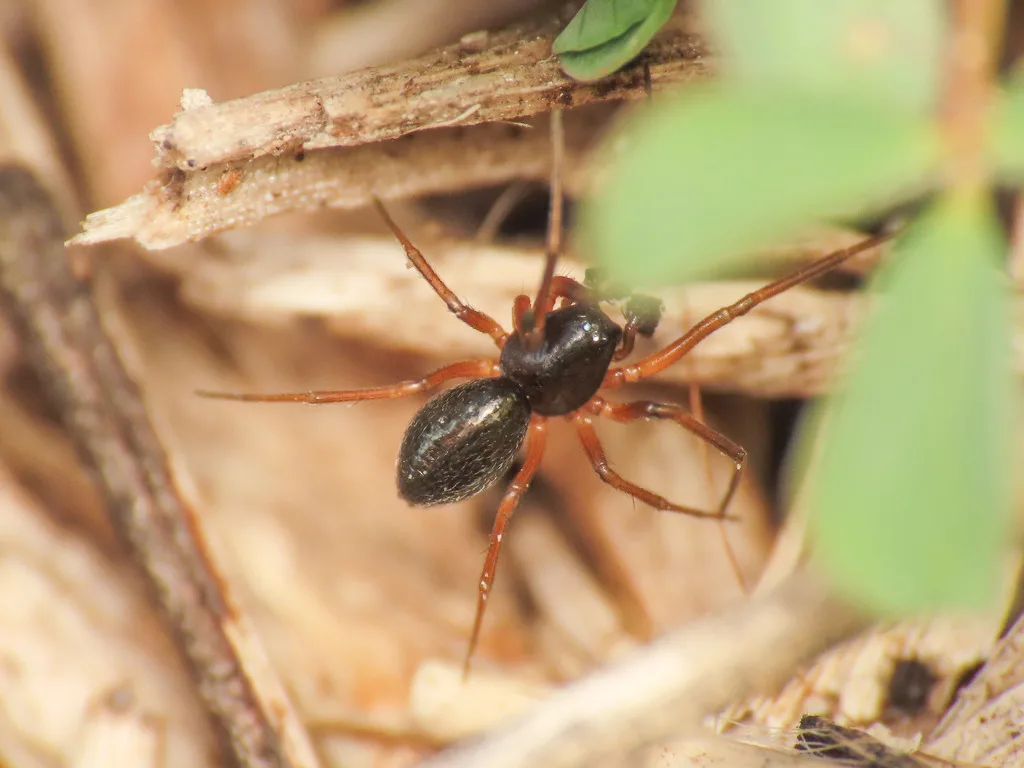 Trichoncus auritus