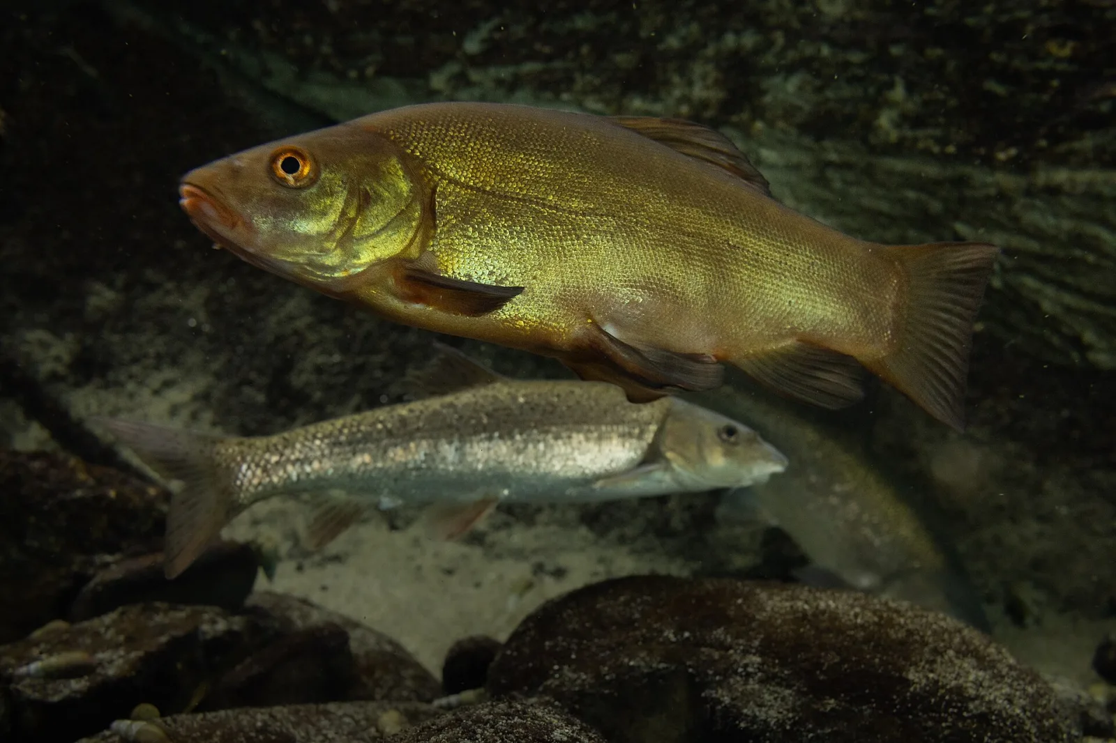 Tench