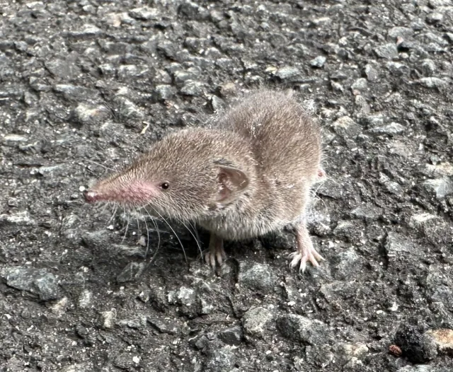 Crocidura europea meridionale