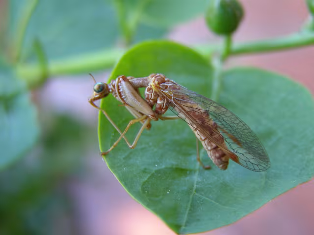 Mantispa styriaca