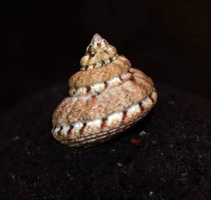 Gibbula fanulum