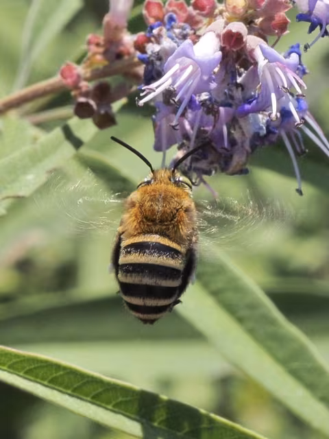 Amegilla garrula