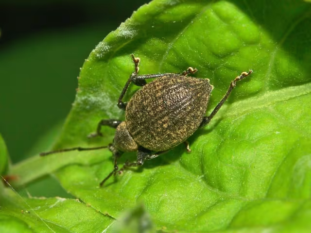 Otiorhynchus armadillo