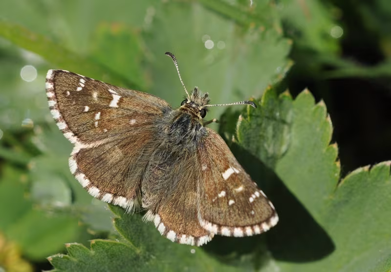 Pyrgus alveus