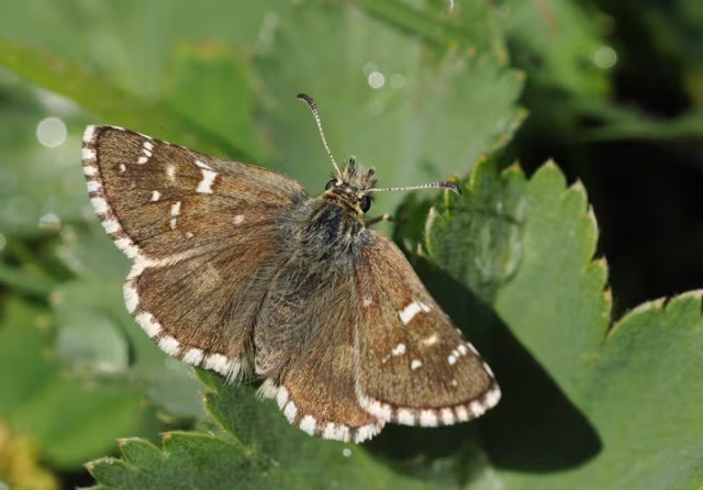 Pyrgus alveus