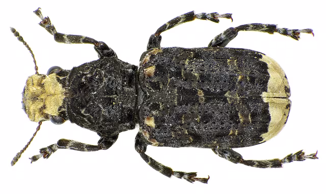 Platyrhinus resinosus