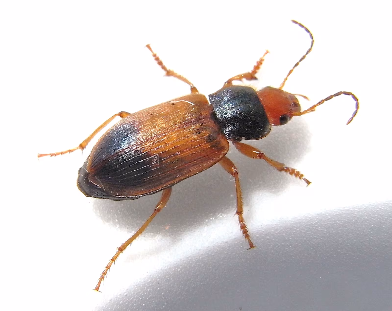 Diachromus germanus
