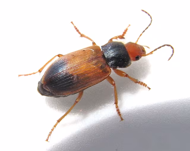 Diachromus germanus