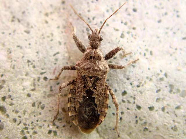 Coranus griseus