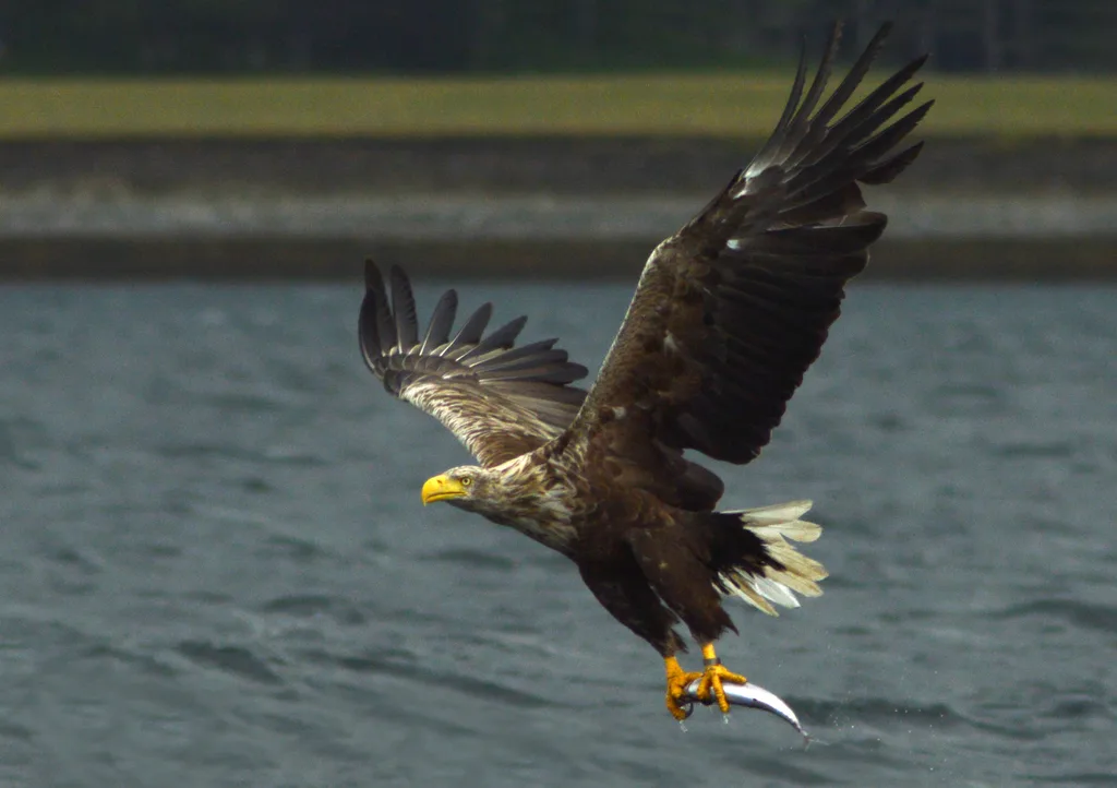 Aquila di mare