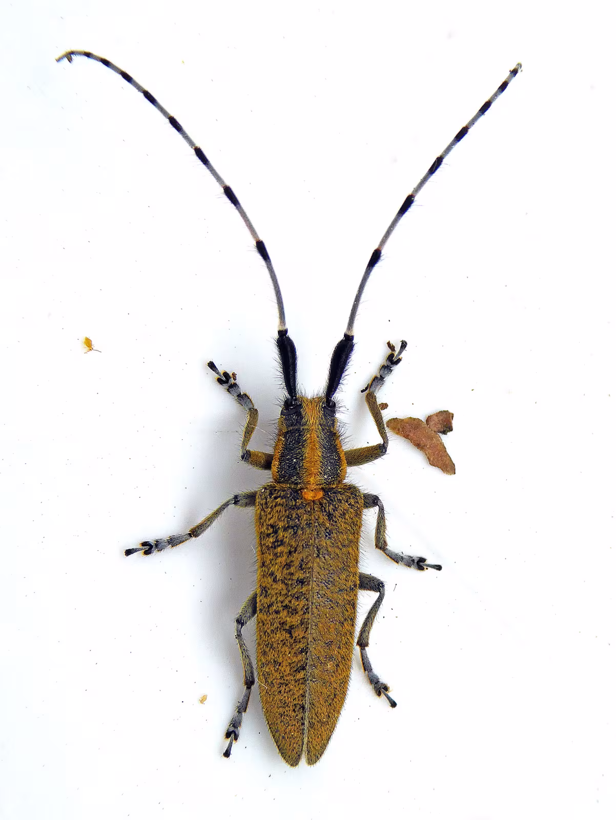 Golden-bloomed Longhorn Beetle
