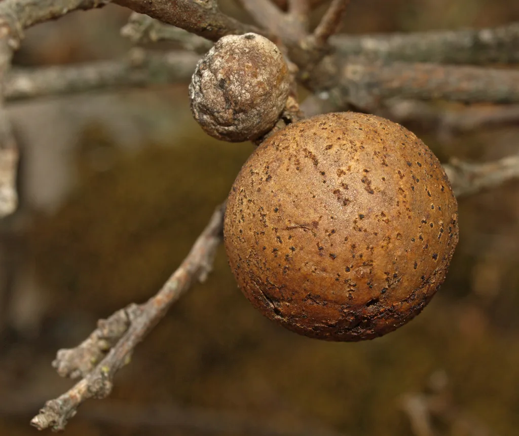 Andricus kollari