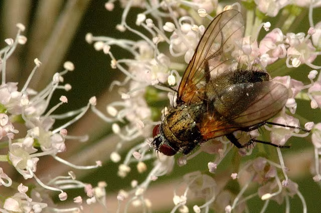 Phaonia angelicae