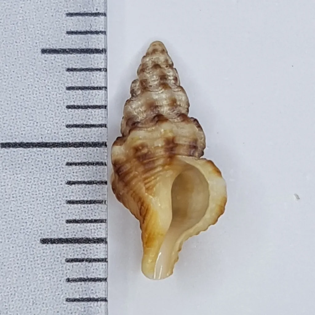 Pseudofusus pulchellus