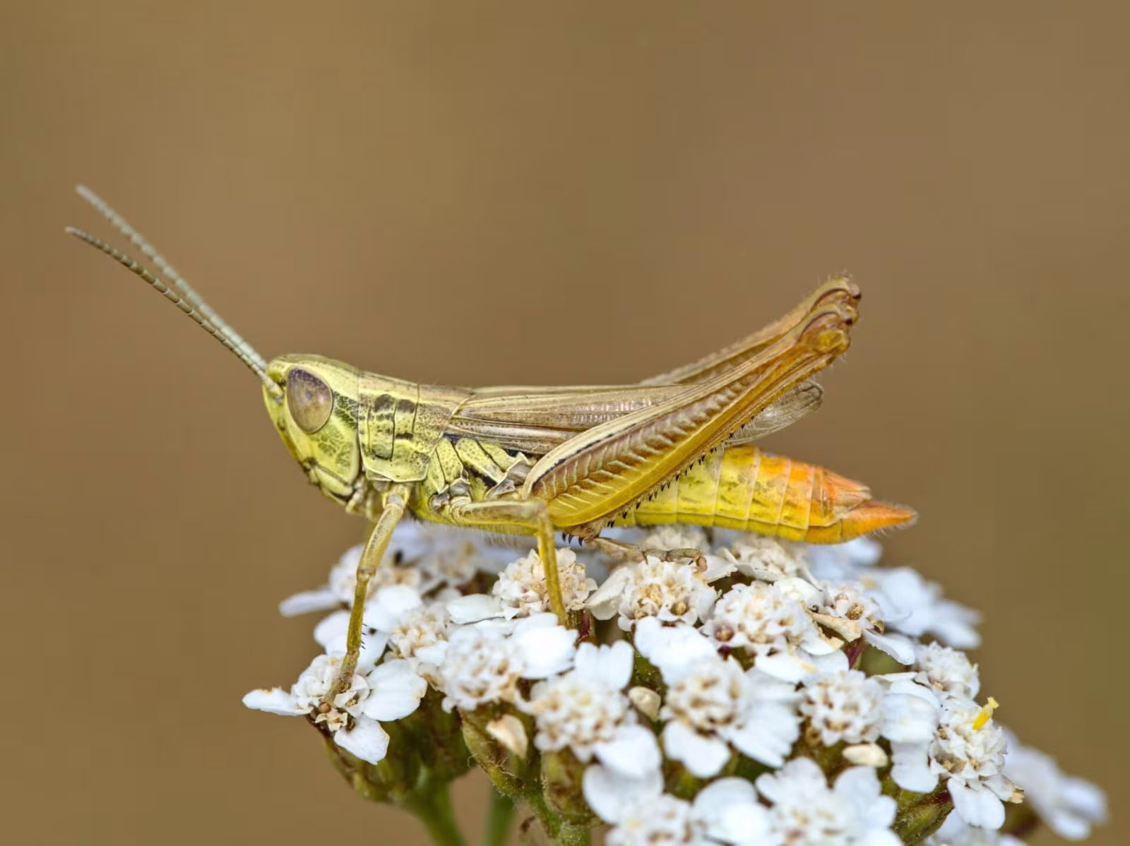 Common Straw Grasshopper