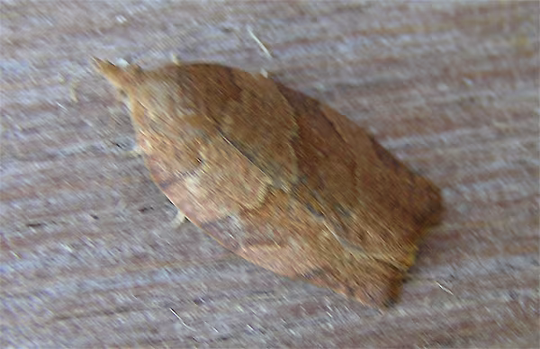 Pandemis heparana