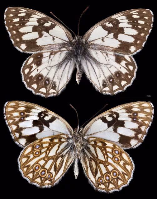 Melanargia occitanica