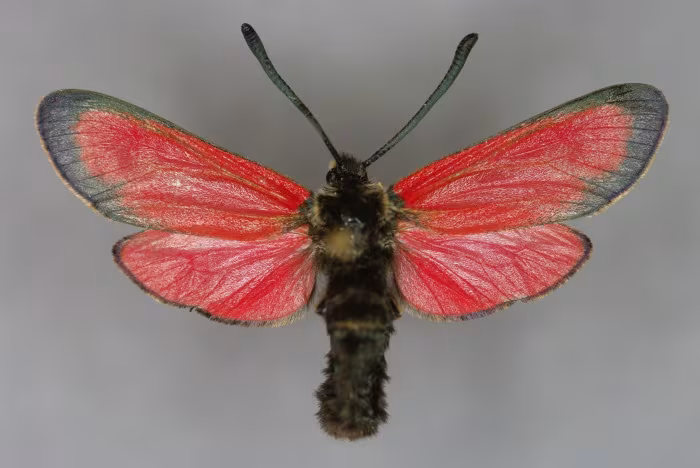 Zygaena rubicundus