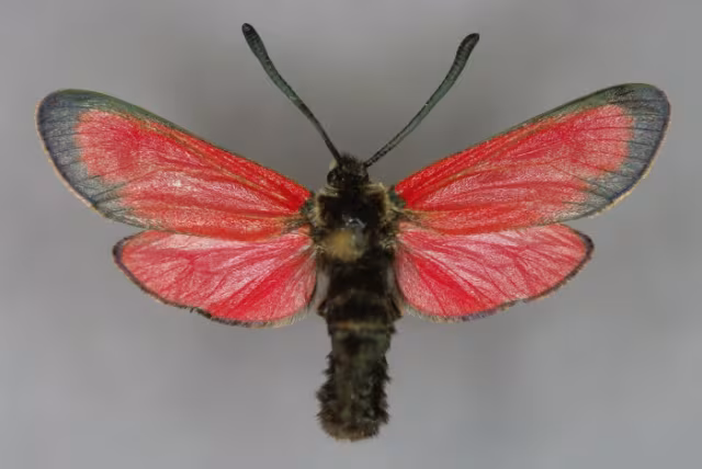 Zygaena rubicundus
