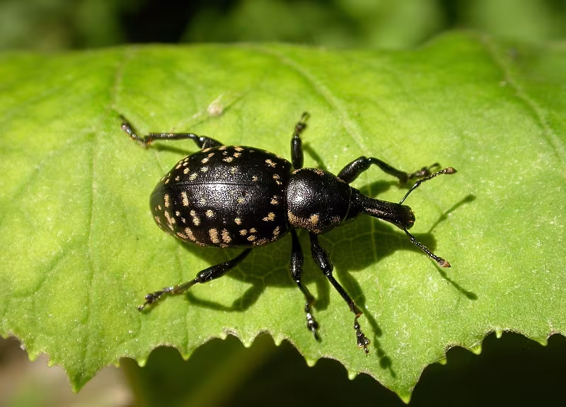 Liparus glabrirostris