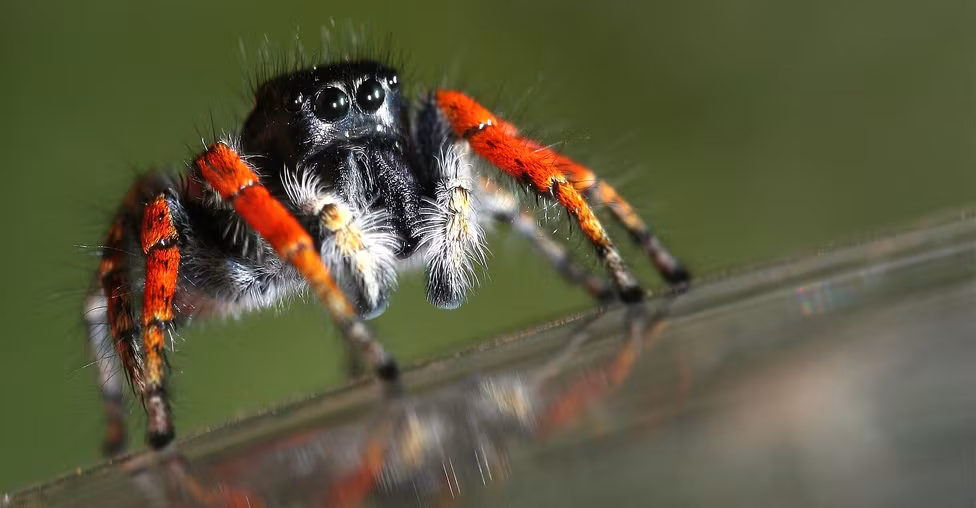 Red-bellied Jumping Spider
