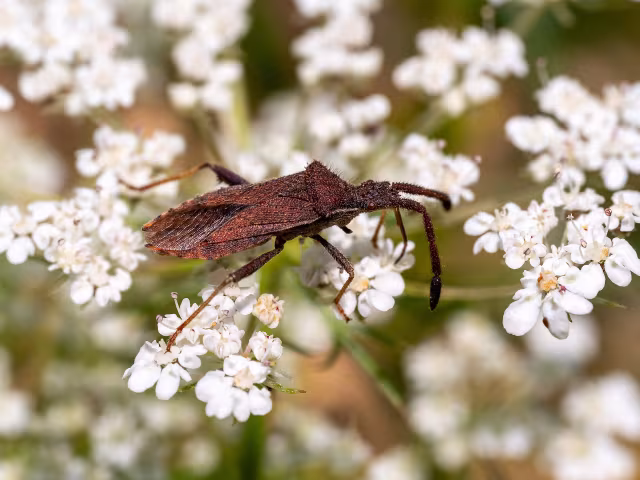Coriomeris denticulatus