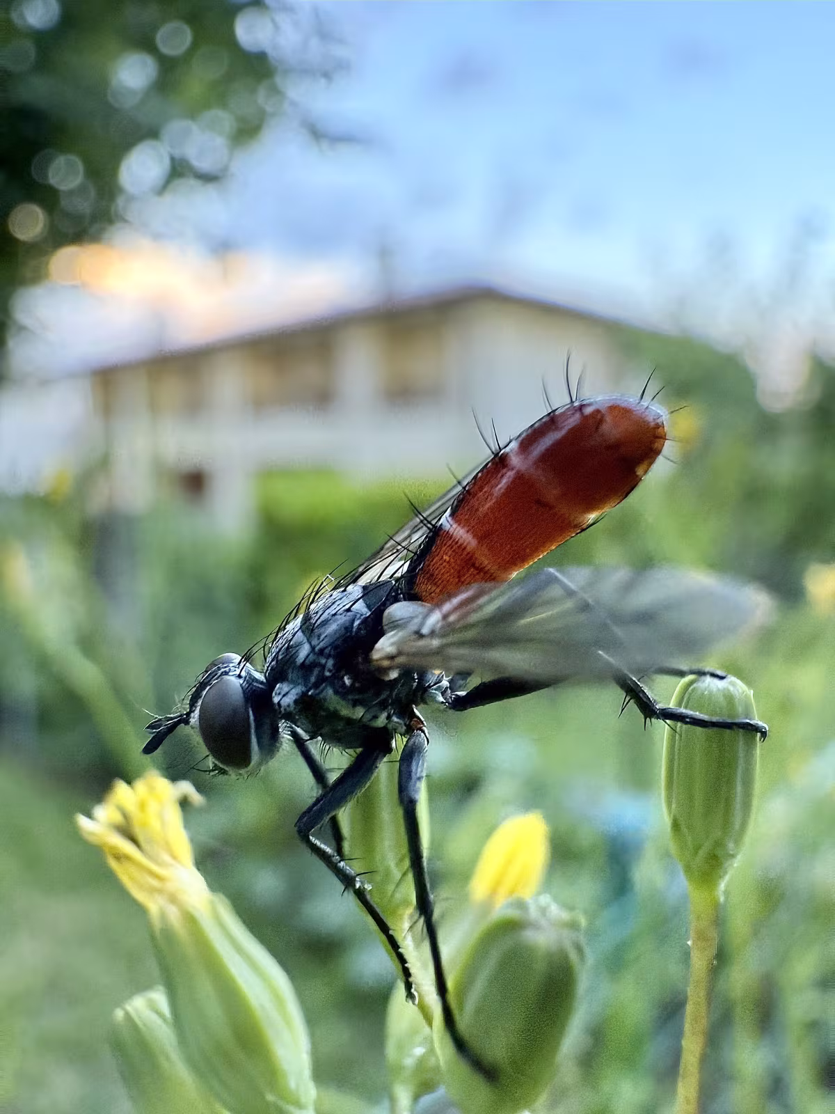 Cylindromyia bicolor