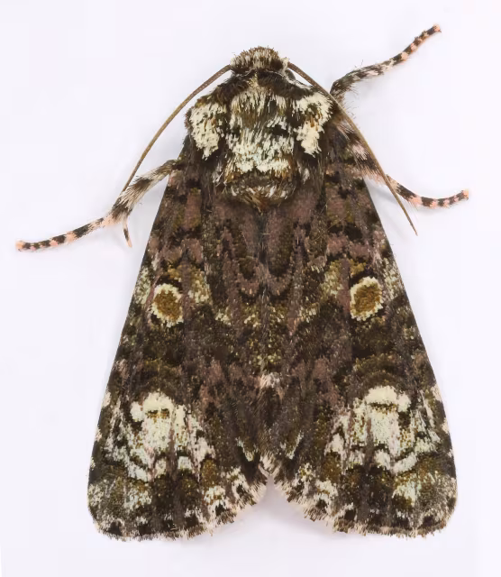 Craniophora ligustri