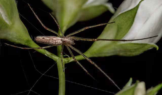 Tetragnata macchia gialla
