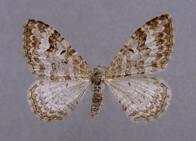 Epirrhoe molluginata