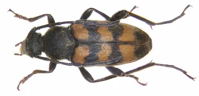 Judolia erratica