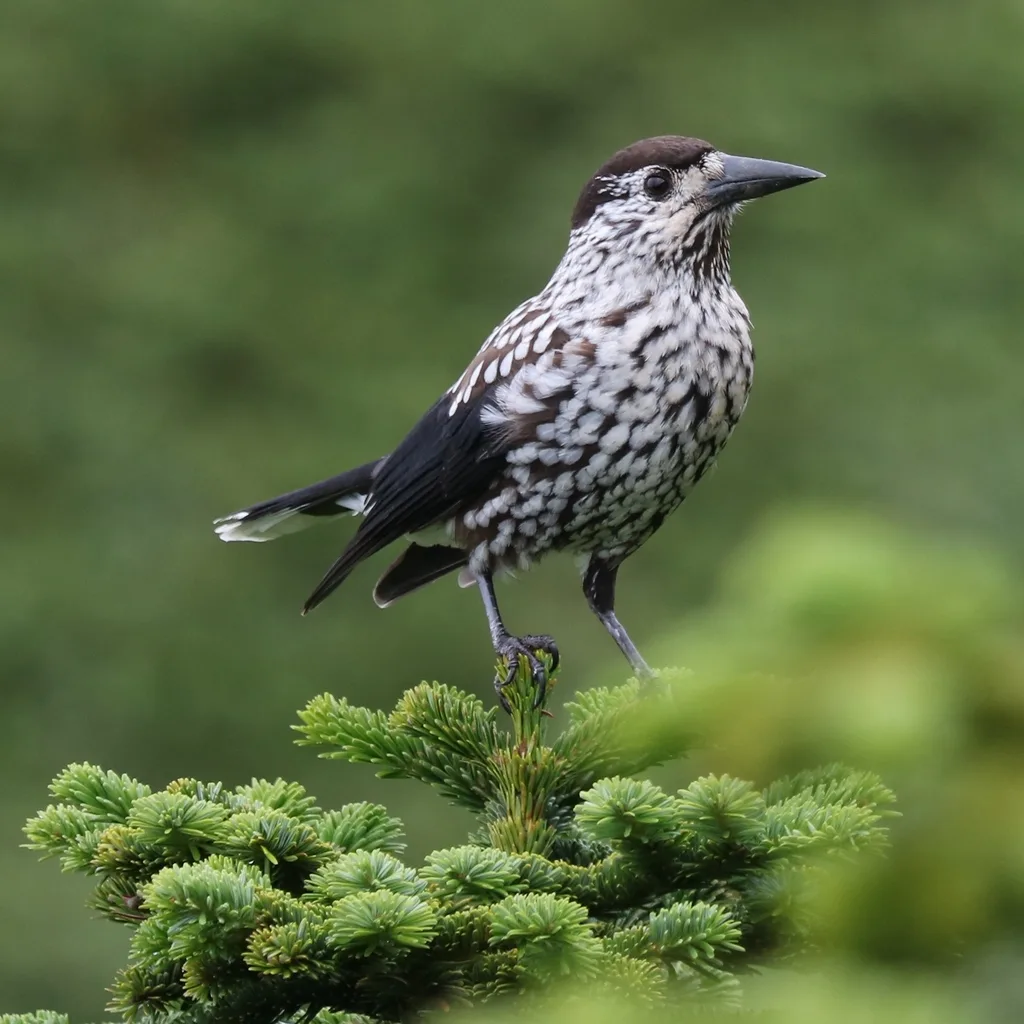Northern Nutcracker