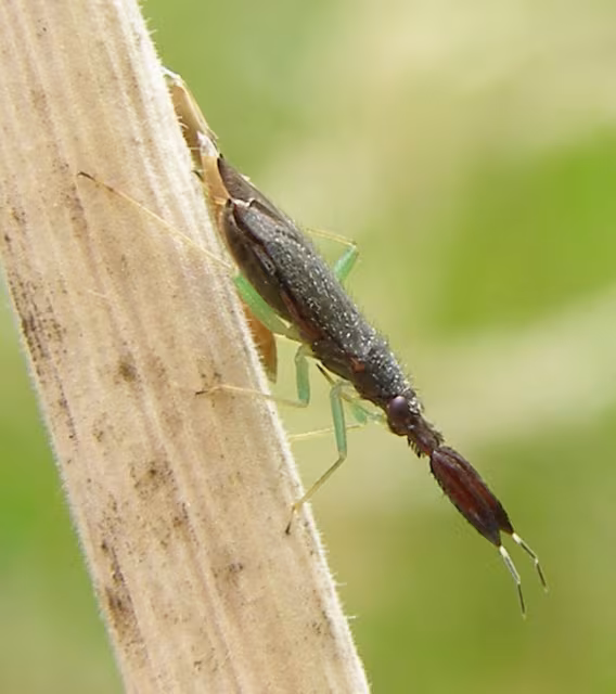 Heterotoma planicornis
