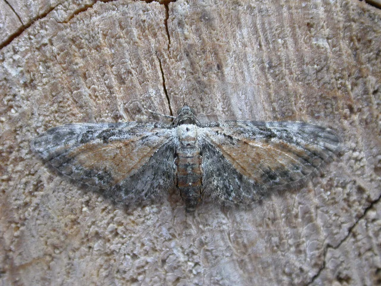 Eupithecia icterata