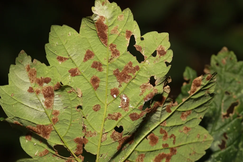 Aceria pseudoplatani