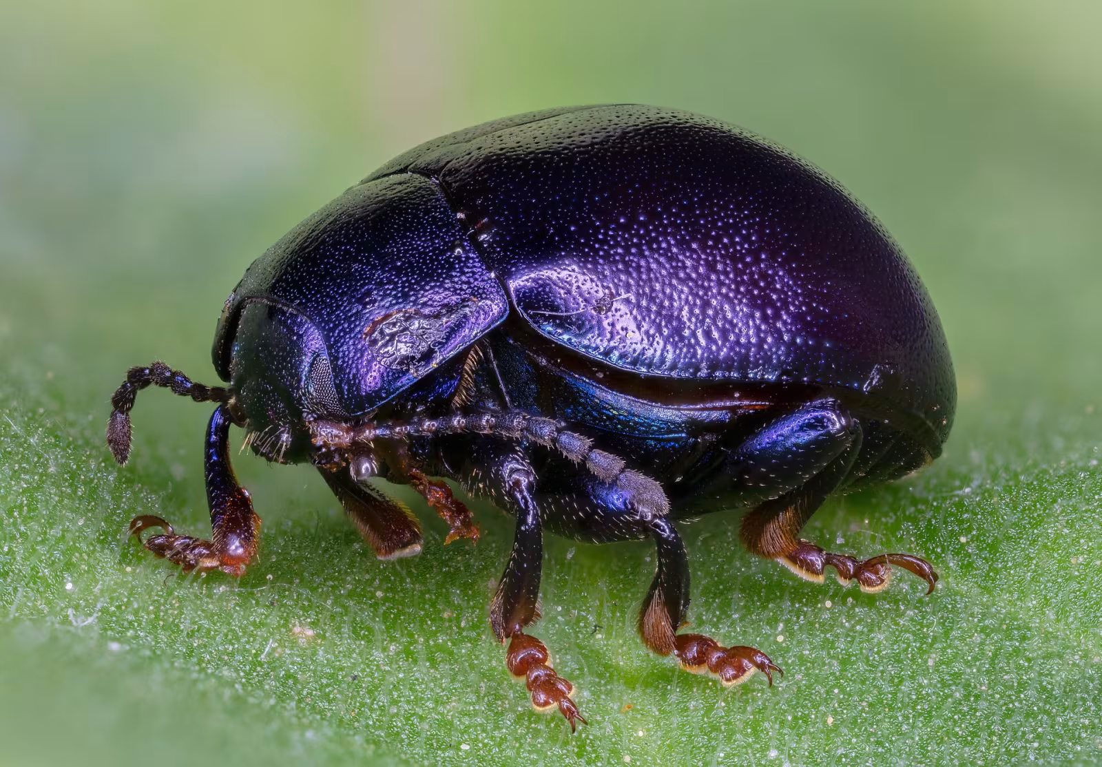 Chrysolina sturmi