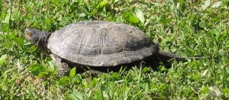 Sicilian Pond Turtle