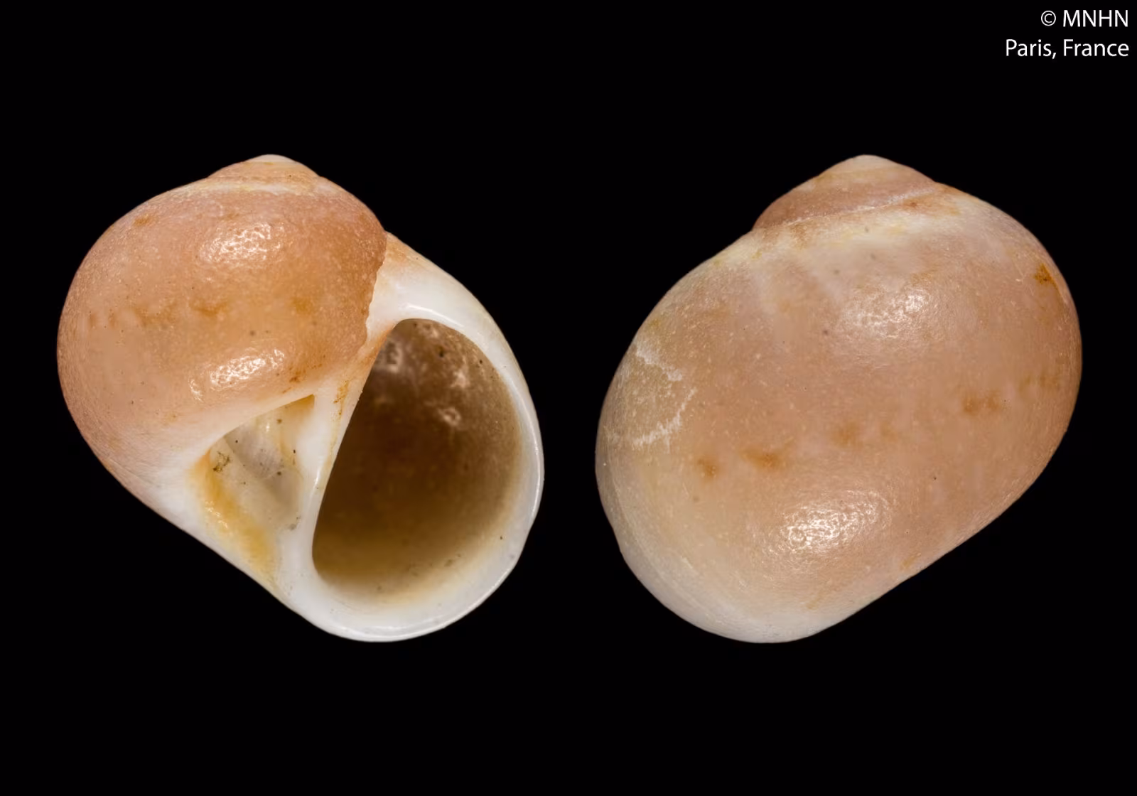 Euspira guilleminii